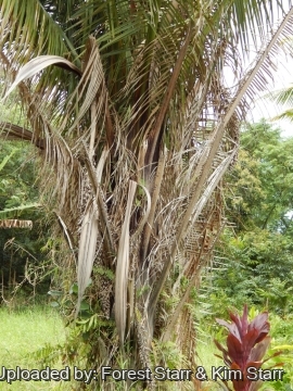 Elaeis guineensis