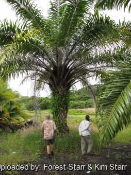 Elaeis guineensis