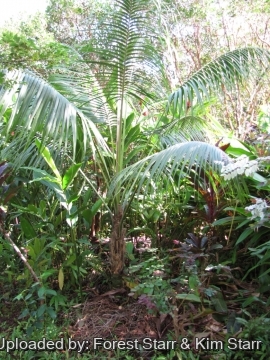 Howea forsteriana
