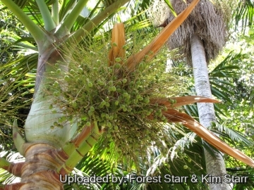 Hyophorbe lagenicaulis