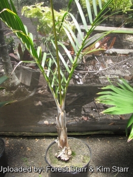 Hyophorbe verschaffeltii
