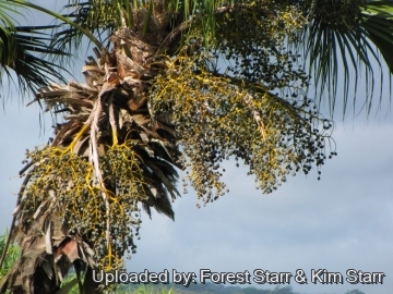 Livistona chinensis