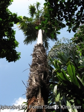 Saribus rotundifolius