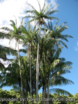 Oncosperma tigillarium