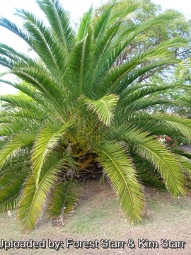 Phoenix canariensis