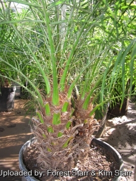 Phoenix roebelenii
