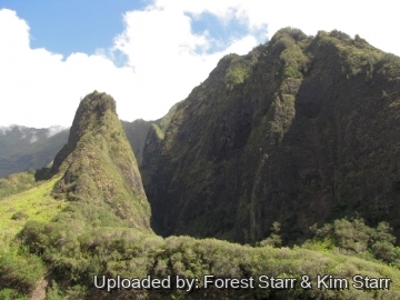 Pritchardia glabrata