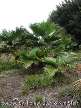 Pritchardia hillebrandii