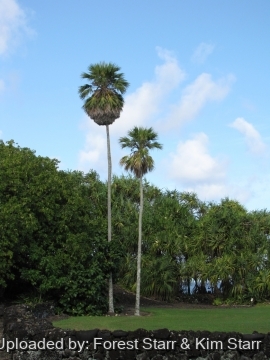Pritchardia maideniana