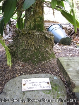 Pritchardia pacifica