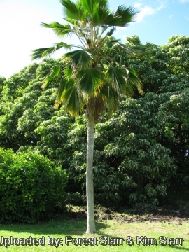 Pritchardia pacifica
