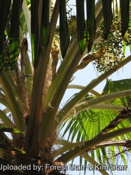 Pritchardia remota