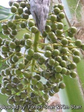 Pritchardia schattaueri