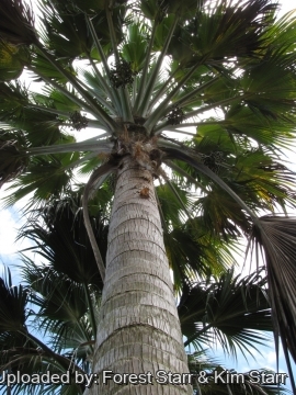 Pritchardia schattaueri