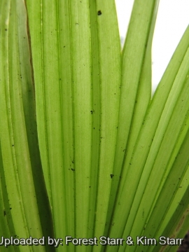 Pritchardia woodii