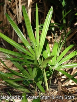 Rhapis excelsa