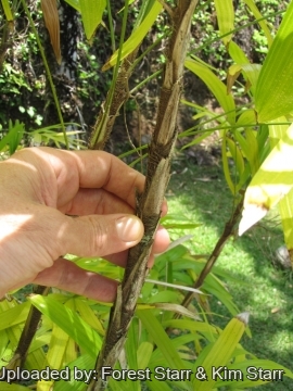 Rhapis subtilis