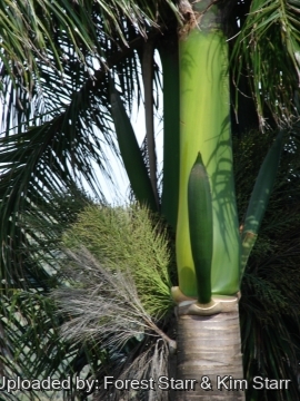 Roystonea regia