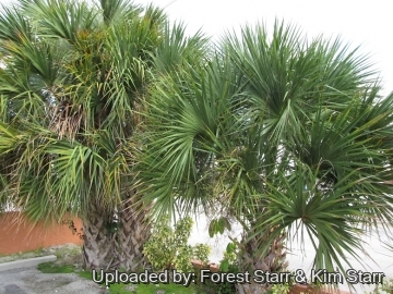 Sabal palmetto