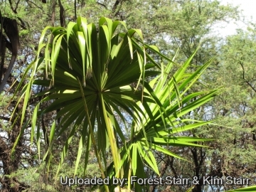 Thrinax radiata