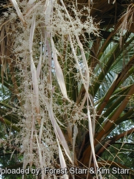 Washingtonia robusta