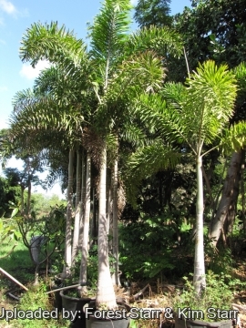 Wodyetia bifurcata