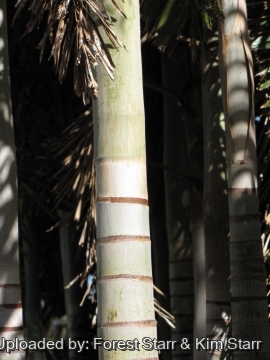 Wodyetia bifurcata