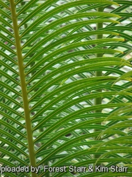 Cycas circinalis