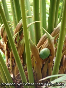Cycas circinalis