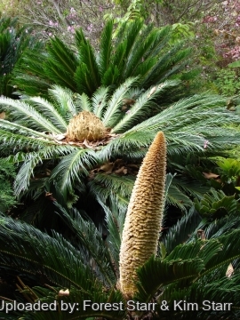 Cycas revoluta