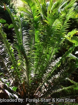 Dioon spinulosum