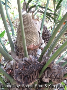 Lepidozamia peroffskyana