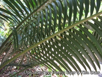 Lepidozamia peroffskyana