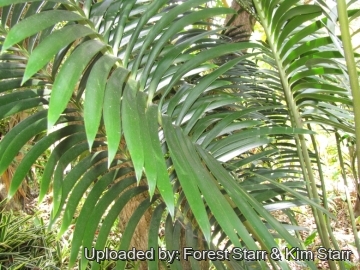 Lepidozamia peroffskyana