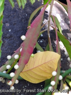 Pseudorhipsalis ramulosa