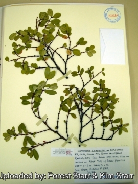 Euphorbia celastroides var. amplectens