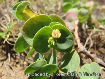 Euphorbia degeneri