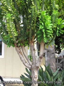 Euphorbia neriifolia