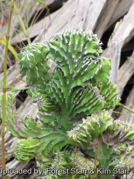Euphorbia pseudocactus f. cristata