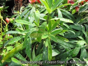 Euphorbia punicea