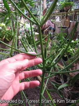 Euphorbia tirucalli