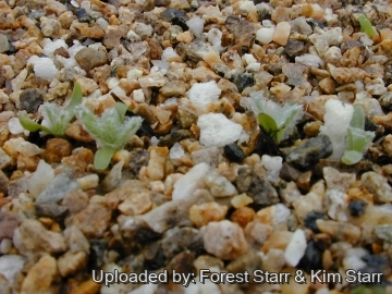 Argyroxiphium kauense
