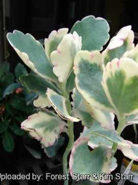 Kalanchoe fedtschenkoi f. variegata