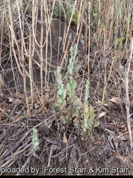 Kalanchoe rotundifolia