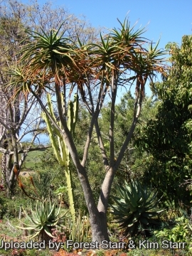 Aloe barberae