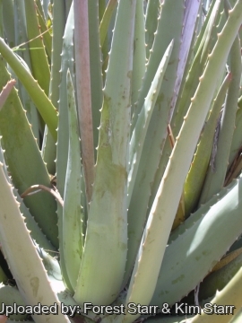 Aloe vera