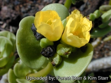 Portulaca molokiniensis
