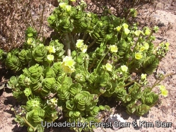Portulaca molokiniensis