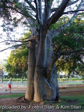 Adansonia digitata