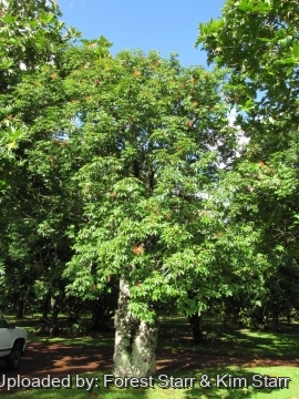 Adansonia madagascariensis